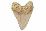 Serrated, Collector Quality Megalodon Tooth - Indonesia #208763-2